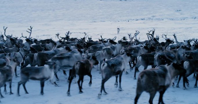 Aerial view of herd of reindeer, which ran on snow in tundra. Red Epic. Slow motion. 4k