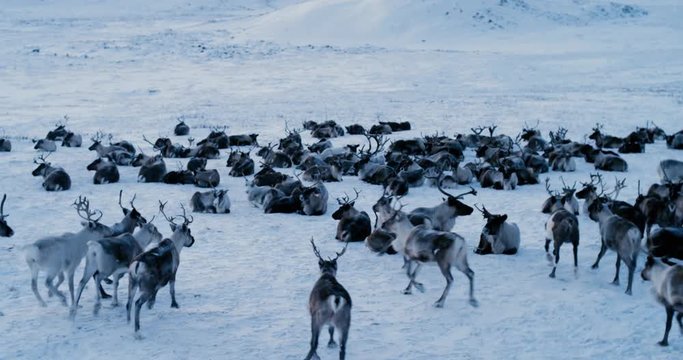 Aerial view of herd of reindeer, which ran on snow in tundra.4k