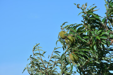 栗の木　青空
