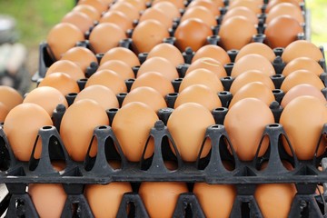 Eggs in the panel at the market