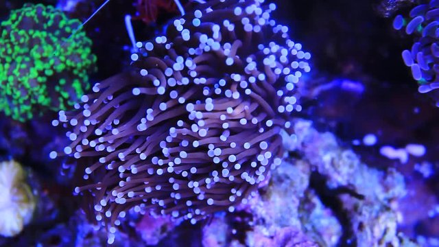 Euphyllia torch LPS coral