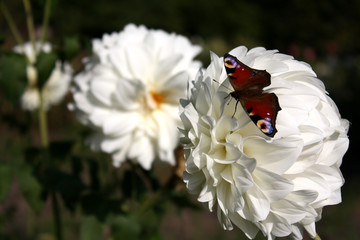 Butterfly on a large white flower