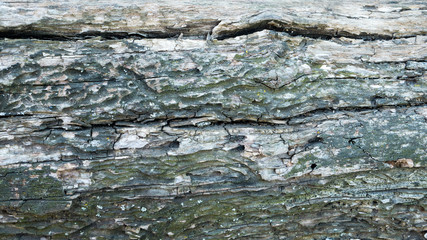 Bark with moss on old tree trump background