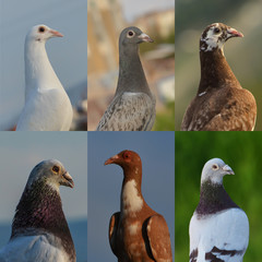 Birds Collage1