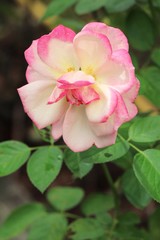 Obraz premium Beautiful roses is blooming in the garden
