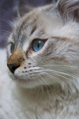 Siberian young cat