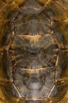 Tortoise shell detail close up