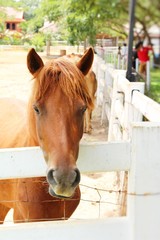 The herd of horse in the farm