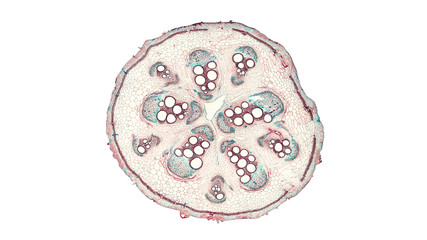 cross section cut of a pumpkin stem under the microscope