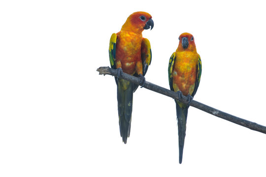 Sun Parakeet or Sun Conure parrot