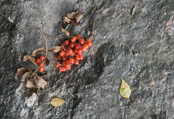 Red rowan tree berries on granite stone, autumn background.