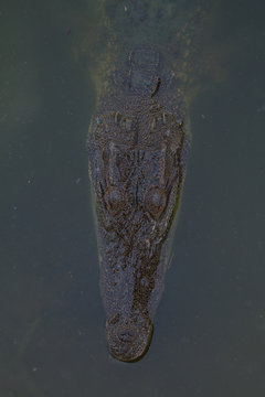 Close up of Siamese Crocodile