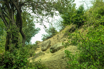 Fototapeta premium mountain and forest