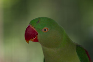 Portrait of green parrot