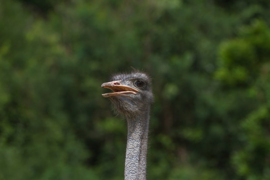 ostrich bird head portrait