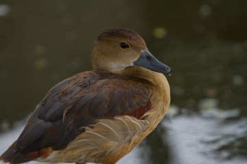 Closeup of Lesser Whistling Duck