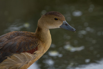 Closeup of Lesser Whistling Duck
