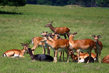 Herd of deers