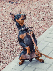 Zwergpinscher dog portrait close up, view from side. Black miniature pinscher Zwergpinscher, min...