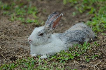 Little rabbit on green grass