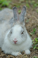 Little rabbit on green grass