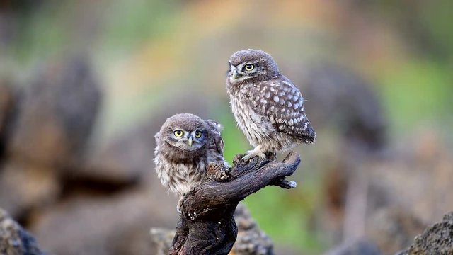A pair of young little owls sitting on a stick and bite each other.  Athene noctua.