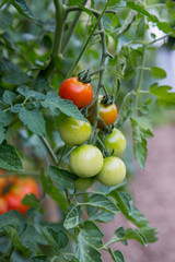 Tomates