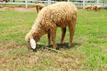 Fototapeta premium Sheep in the farm with the nature