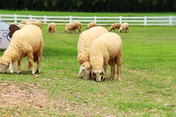 Obraz na płótnie Canvas Sheep in the farm with the nature