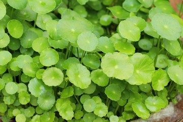 Asiatic pennywort at organic with the nature