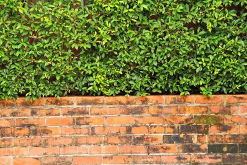 Green leaf and brick wall in nature