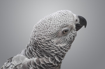 African Grey Parrot on grey background