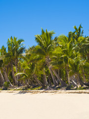 Palm Trees, Bounty Island, Fiji