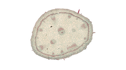 cross section cut of gerania under the microscope
