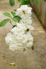 Beautiful roses is blooming in the garden