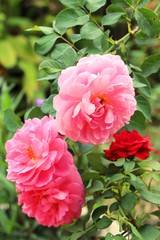 Beautiful roses is blooming in the garden