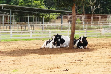 Dairy cows in the farm with nature