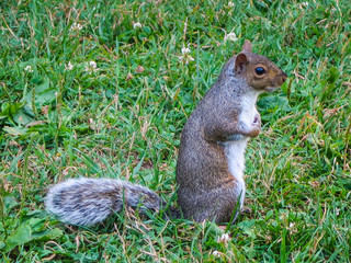 Squirrel on the ground