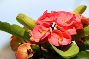 Euphorbia milli crown of thorns in nature