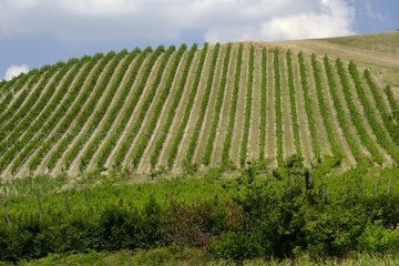 Summer landscape in Romagna (Italy)