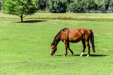 Obraz premium Horse in the meadow eat grass.