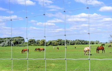 Horses in the meadow eat grass.