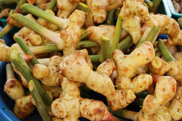 Fresh galangal for cooking in the market