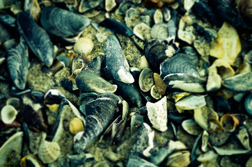 seashells