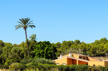 Fototapeta na wymiar Tall palm trees.