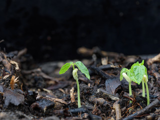 Small plant growing out of soil in Natural environment after rain