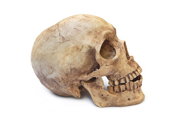 Human skull on a white background.