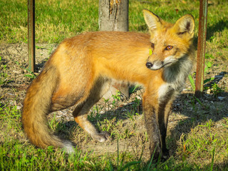 Visiting the city of Montreal in Quebec