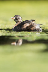 Little Grebe, Grebe, Tachybaptus ruficollis
