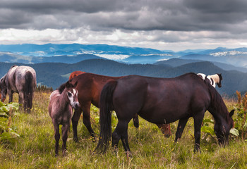 horse at mountain meadow at rainy day with dramatic clouds. Rural landscape